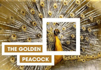 Golden Peacock 2019
